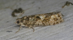 Zeiraphera canadensis