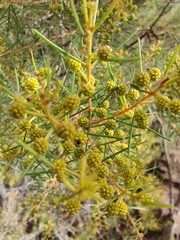 Acacia pilligaensis