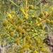 Pinbush Wattle - Photo (c) Ruby E Stephens, some rights reserved (CC BY-NC), uploaded by Ruby E Stephens