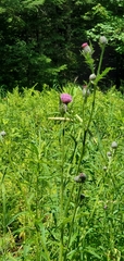 Media resource of Cirsium muticum