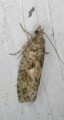 Zeiraphera canadensis