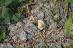 Coenonympha tullia yukonensis