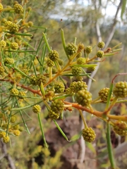 Acacia pilligaensis