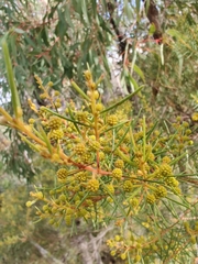Acacia pilligaensis