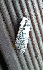 Zeuzera multistrigata