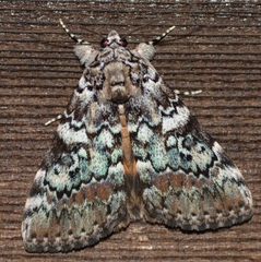 Catocala connubialis