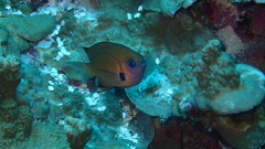 Pycnochromis pacifica