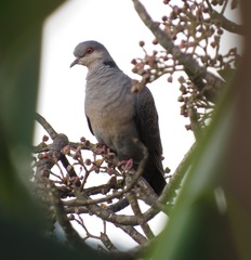Streptopelia lugens