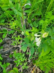 Lathyrus ochroleucus