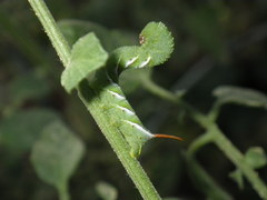 Manduca sexta