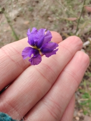 Dampiera lanceolata lanceolata