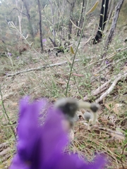 Dampiera lanceolata lanceolata