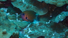 Pycnochromis pacifica