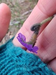 Dampiera lanceolata lanceolata