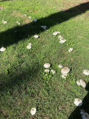 Chlorophyllum molybdites