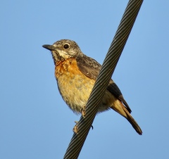 Monticola angolensis