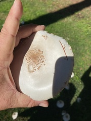 Chlorophyllum molybdites