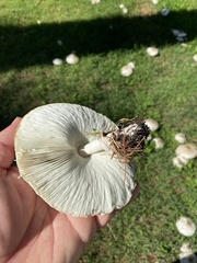 Chlorophyllum molybdites