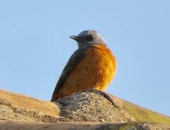 Monticola angolensis