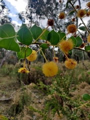 Acacia sertiformis