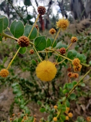 Acacia sertiformis