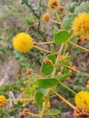Acacia sertiformis