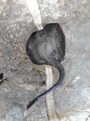 Potamotrygon magdalenae