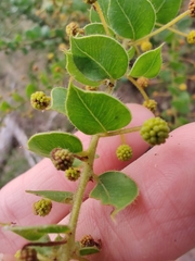 Acacia sertiformis