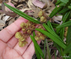 Lasiopetalum ferrugineum