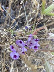 Clarkia williamsonii
