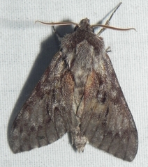 Lapara bombycoides