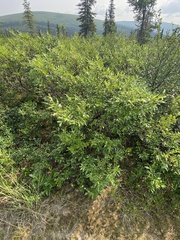 Salix pulchra