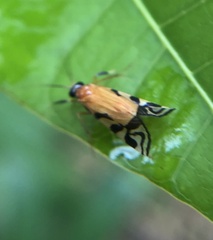 Macrostemum negrense