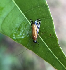 Macrostemum negrense