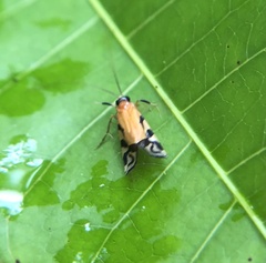 Macrostemum negrense