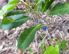 Elaeocarpus reticulatus