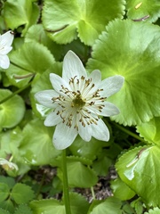 Caltha biflora