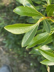 Salix pulchra