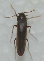 Serropalpus