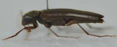 Serropalpus
