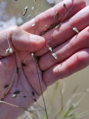 Eragrostis paniciformis