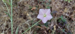 Convolvulus prostratus