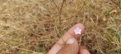 Convolvulus prostratus