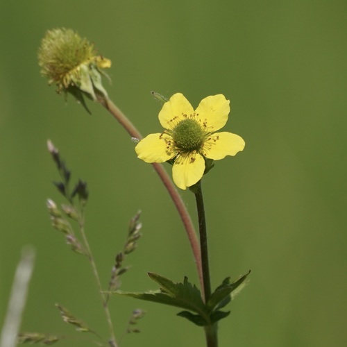 Plaukuotoji žiognagė nuotrauka