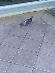 Columba livia domestica