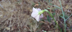 Convolvulus prostratus