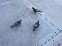 Columba livia domestica