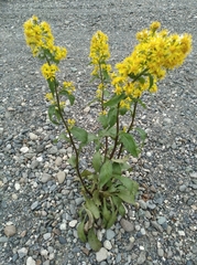 Solidago cuprea