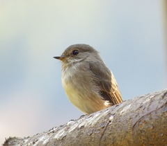 Muscicapa adusta