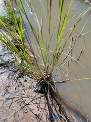 Eragrostis paniciformis